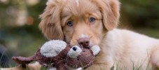 img-article-puppy-care-stages