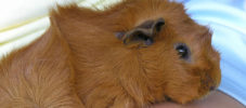 img-article-getting-a-guinea-pig-11-things-to-consider-beforehand