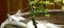giftiga växter för katter